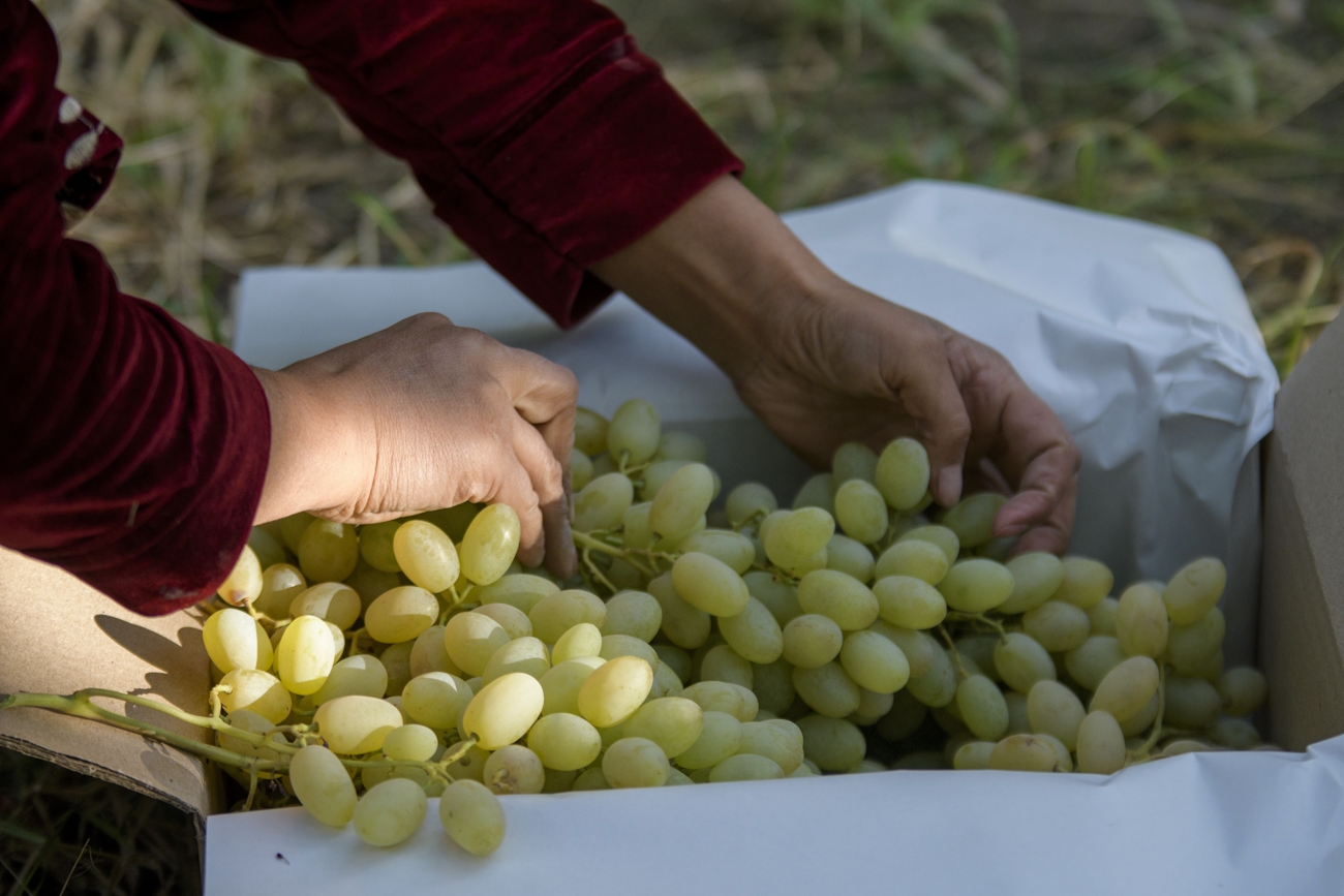 Customs clearance of grapes